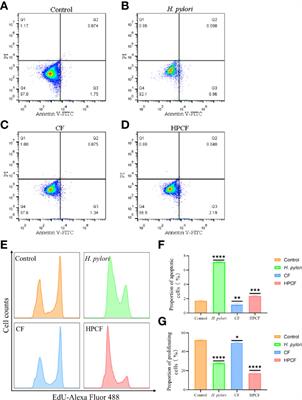 Vacuolating Cytotoxin A Triggers Mitophagy in Helicobacter pylori-Infected Human Gastric Epithelium Cells